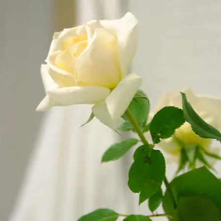 Appartement Monuth Bad Hofgastein