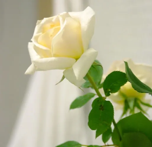 Daire Monuth Bad Hofgastein